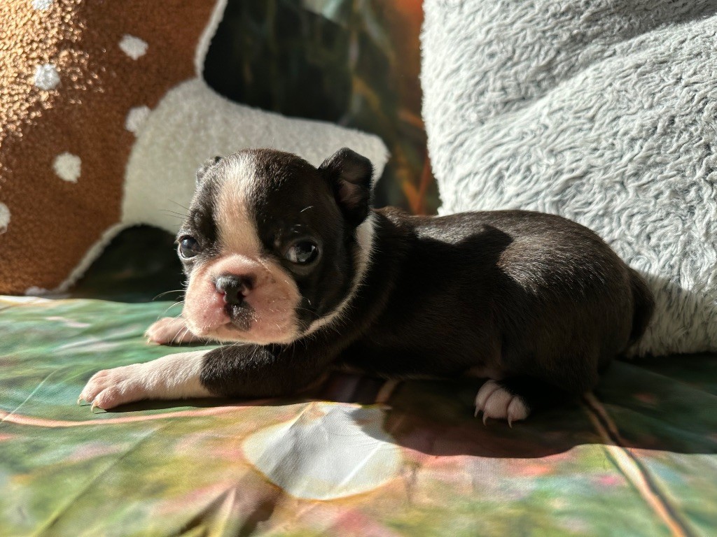 Chan Chue - Chiots disponibles - Boston Terrier