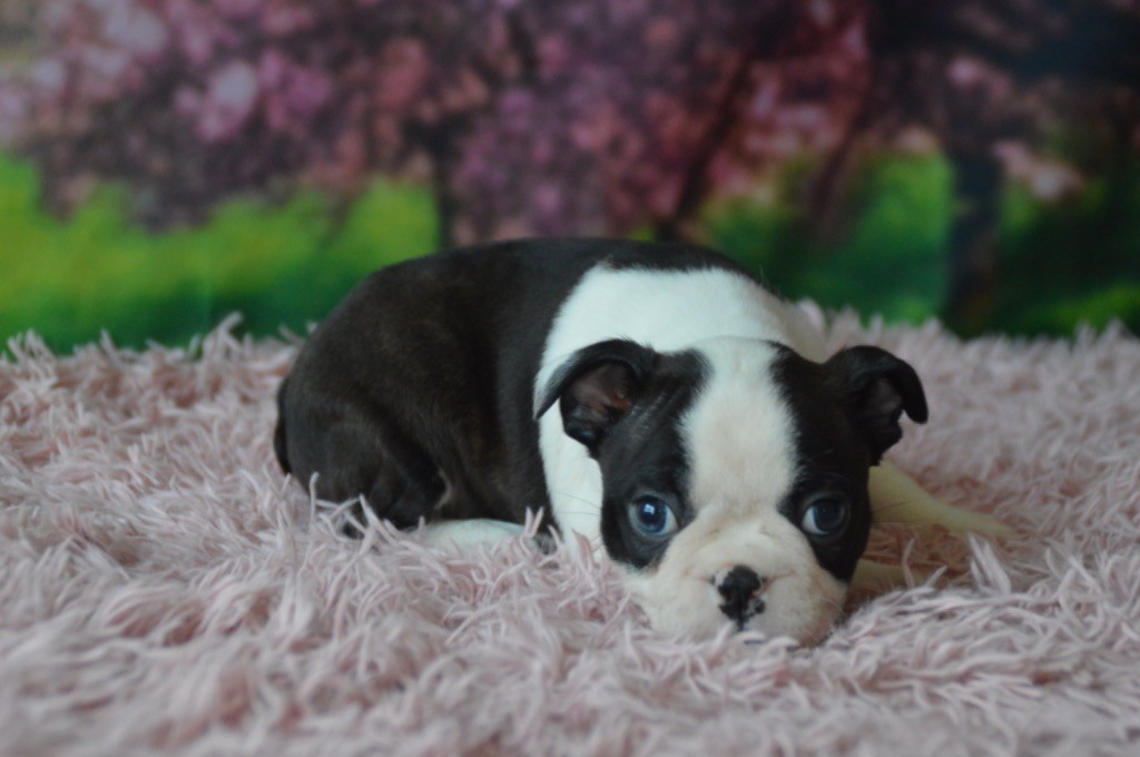 Chan Chue - Chiots disponibles - Boston Terrier