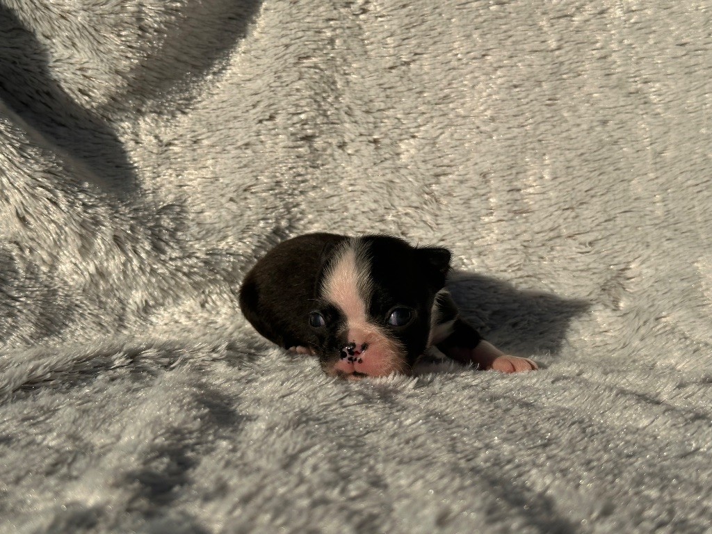 Chan Chue - Chiots disponibles - Boston Terrier