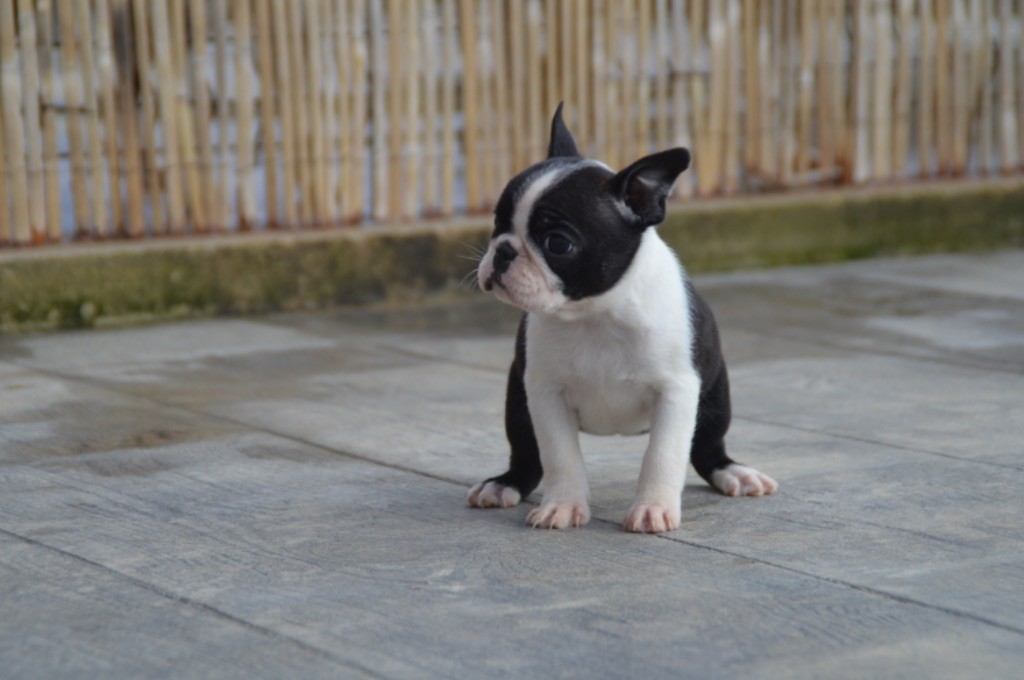 Chan Chue - Chiots disponibles - Boston Terrier