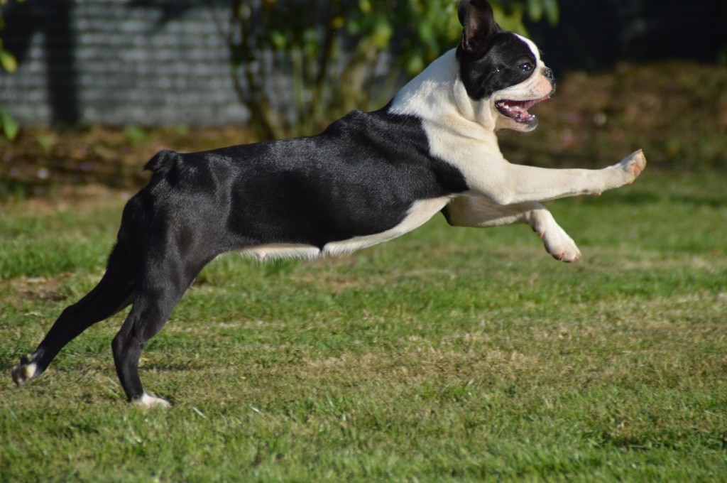 Chan Chue - Chiots disponibles - Boston Terrier