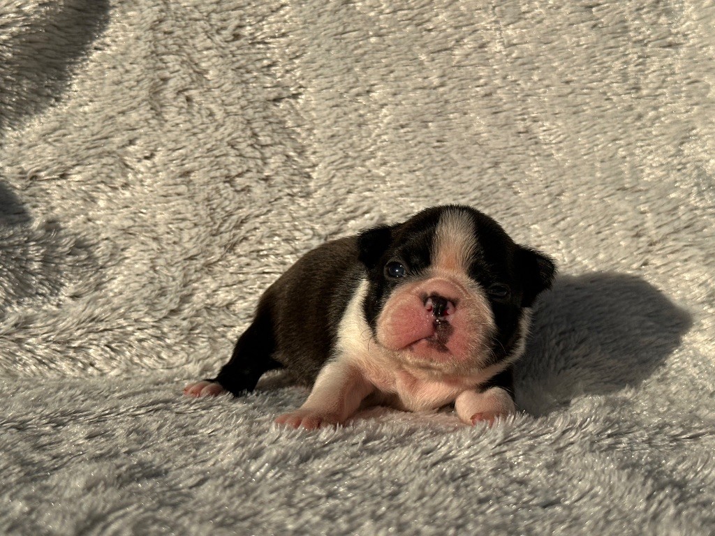 Chan Chue - Chiots disponibles - Boston Terrier