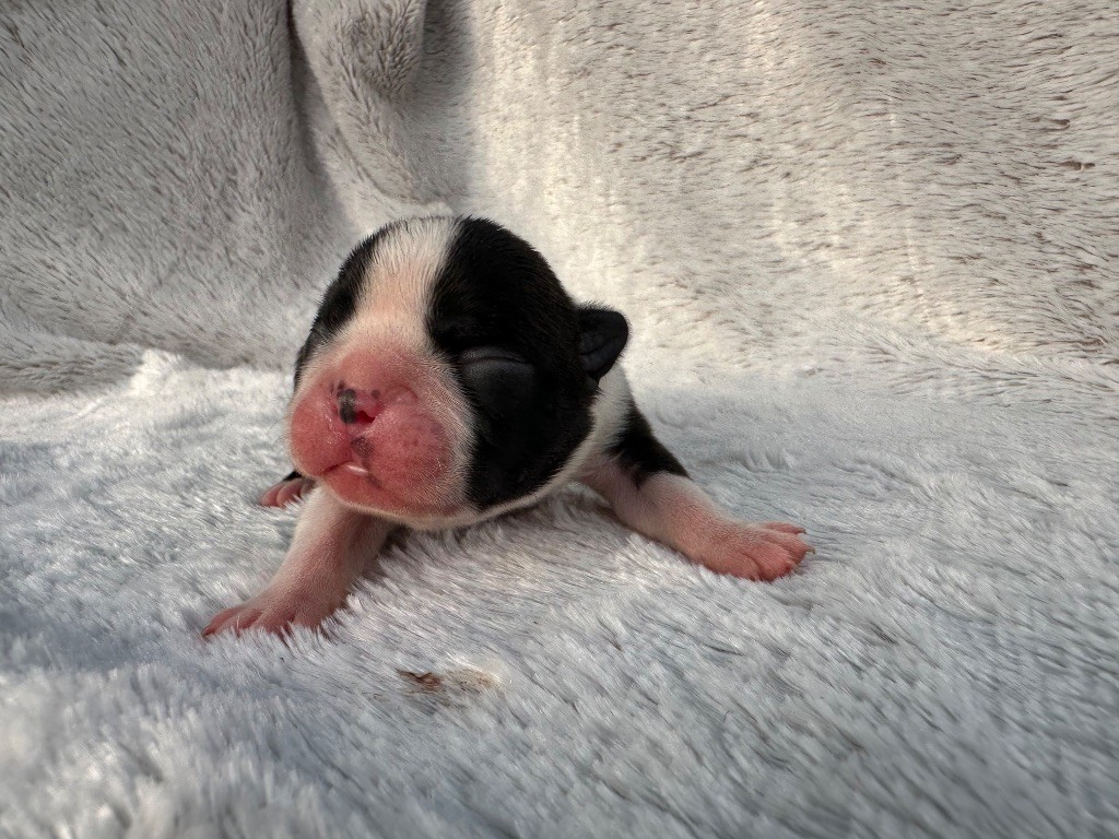 Chan Chue - Chiots disponibles - Boston Terrier