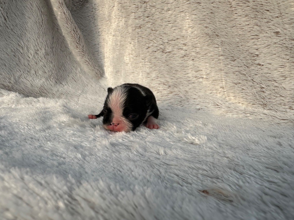 Chan Chue - Chiots disponibles - Boston Terrier
