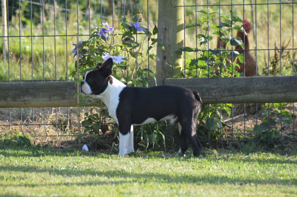 Chan Chue - Chiots disponibles - Boston Terrier