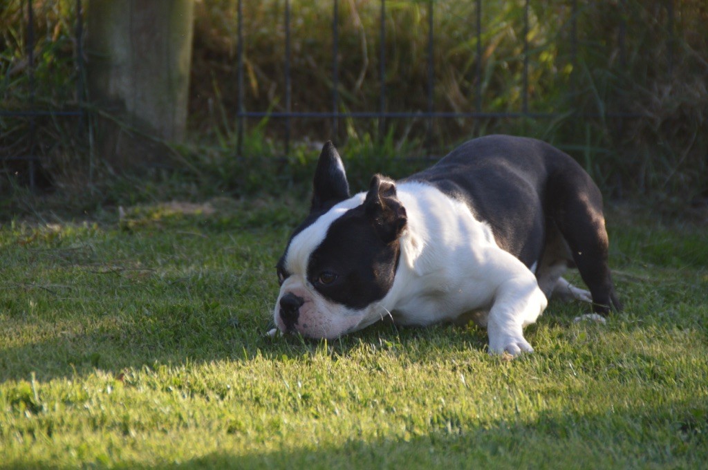 Chan Chue - Chiots disponibles - Boston Terrier