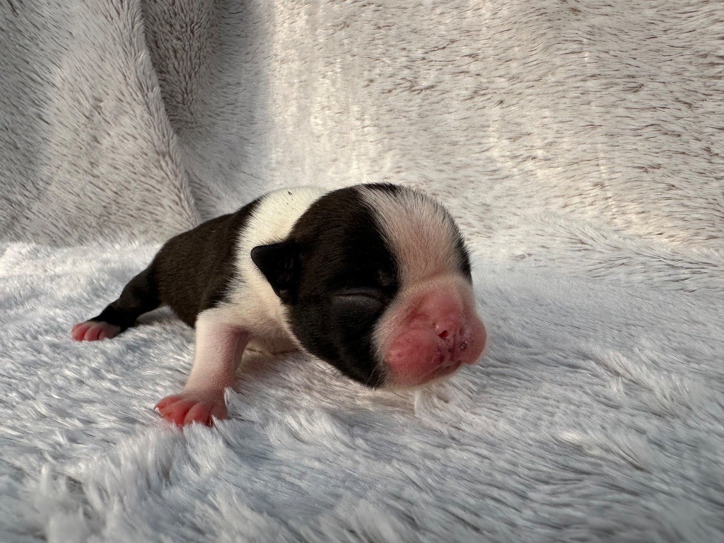Chan Chue - Chiots disponibles - Boston Terrier