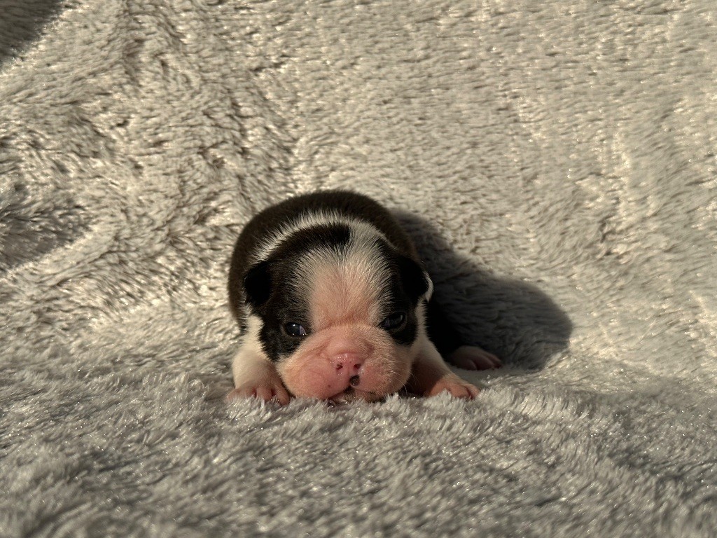 Chan Chue - Chiots disponibles - Boston Terrier