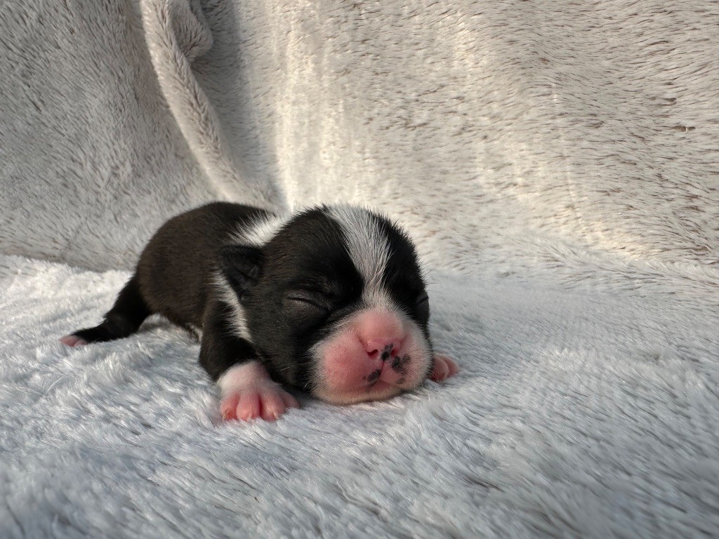 Chan Chue - Chiots disponibles - Boston Terrier