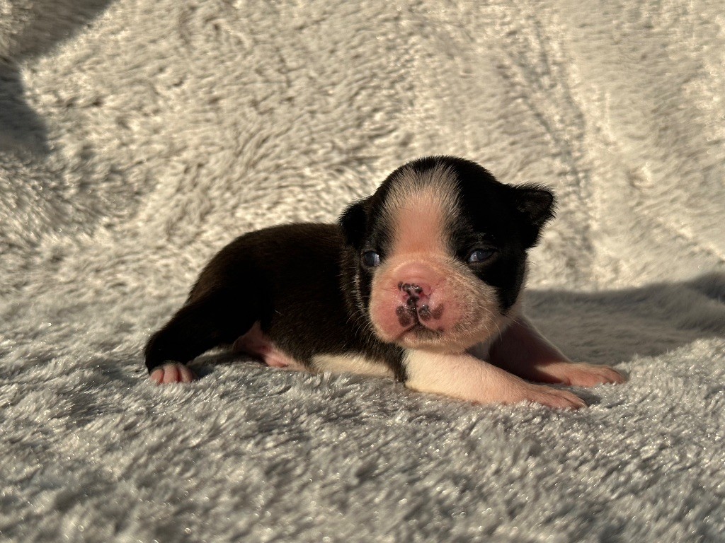 Chan Chue - Chiots disponibles - Boston Terrier